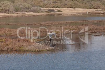 Great blue heron bird, Ardea herodias