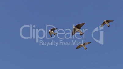 Tree swallow birds, Tachycineta bicolor