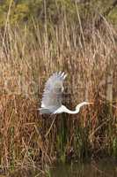 Great egret bird, Ardea alba