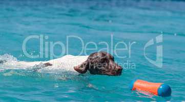 German shorthaired pointer