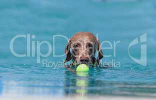 German shorthaired pointer