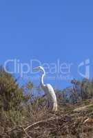 Great egret bird, Ardea alba