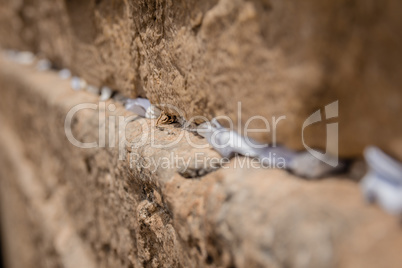 Notes to God in the cracks between the bricks of the Western Wal