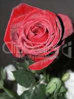 Red rose and a green stem against a black and white background