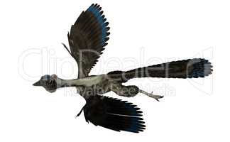 Archaeopteryx bird dinosaur flying - 3D render