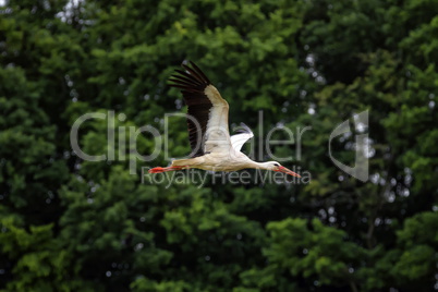 European white stork, ciconia,flying