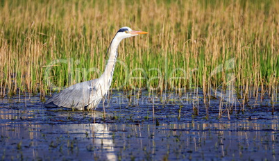 Grey heron, ardea cinerea, in a pond