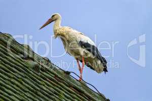 European white stork, ciconia