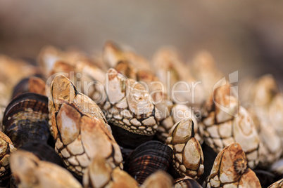 Gooseneck barnacle Pollicipes polymerus clusters