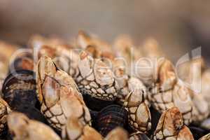 Gooseneck barnacle Pollicipes polymerus clusters