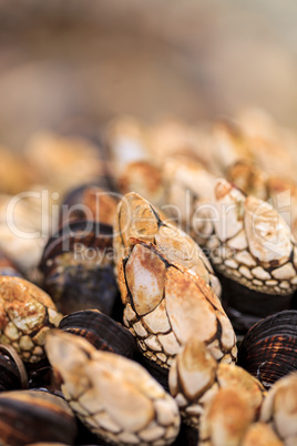 Gooseneck barnacle Pollicipes polymerus clusters