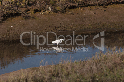 Snowy Egret, Egretta thula