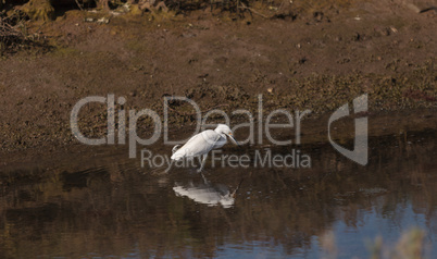 Snowy Egret, Egretta thula