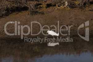 Snowy Egret, Egretta thula