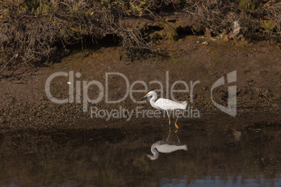 Snowy Egret, Egretta thula