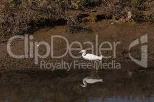 Snowy Egret, Egretta thula