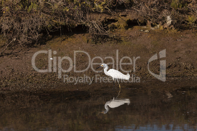 Snowy Egret, Egretta thula