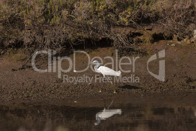 Snowy Egret, Egretta thula