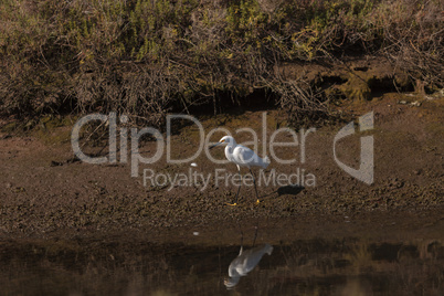 Snowy Egret, Egretta thula