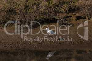 Snowy Egret, Egretta thula