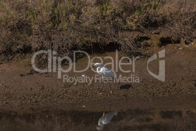 Snowy Egret, Egretta thula