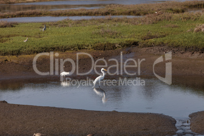 Snowy Egret, Egretta thula