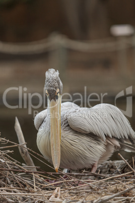 Great white pelican, Pelecanus onocrotalus