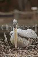 Great white pelican, Pelecanus onocrotalus