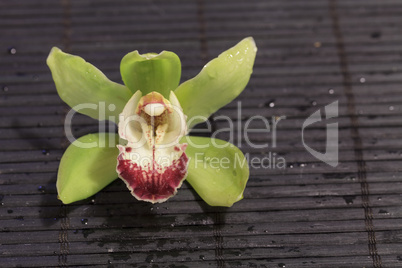 Tropical green Cymbidium orchid