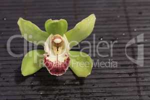 Tropical green Cymbidium orchid
