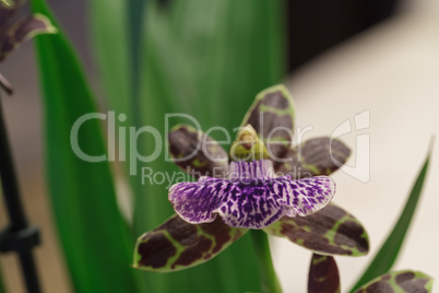 Purple spotted Aranda orchid