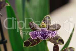Purple spotted Aranda orchid