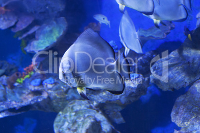 Circular batfish Platax orbicularis in water sea photo