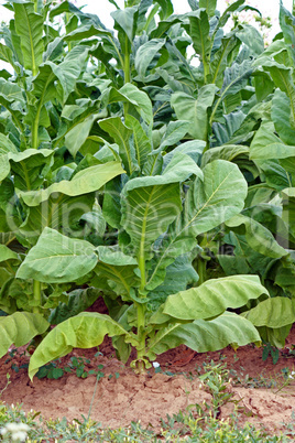 Tobacco plant in farm