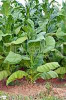 Tobacco plant in farm