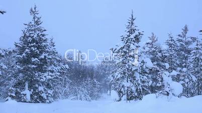 Thick Snowfall in the Forest. Looped