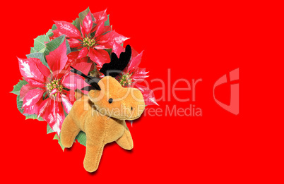 Poinsettia Christmas Star with deer moose