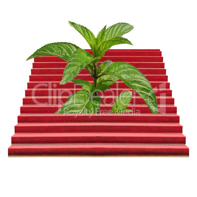 Plants on a stairway isolated over white