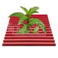 Plants on a stairway isolated over white