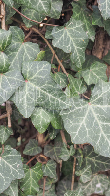 Ivy leaves