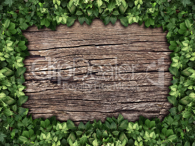 climbing plant on a wooden background