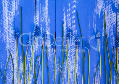 Blue wood background with blue flowers and stems