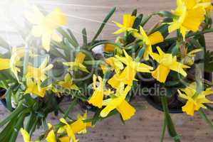 Sunny Spring Flowers Narcissus Or Daffodil