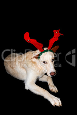 white reindeer