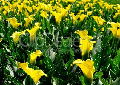 Feld mit gelben Calla in den Niederlanden