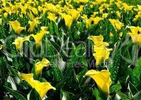 Feld mit gelben Calla in den Niederlanden