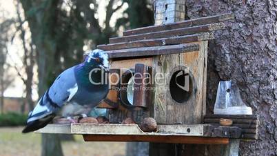 pigeon and titmouse on the feeding-rack seeks the birdseed