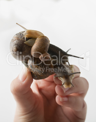 Snails family in one hand