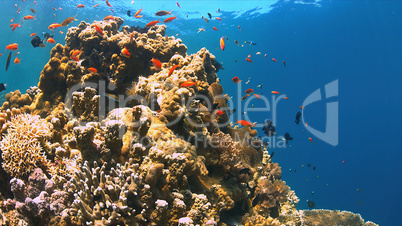 Coral reef with Anthias and Damselfishes.