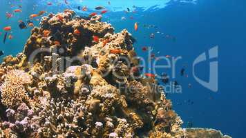 Coral reef with Anthias and Damselfishes.